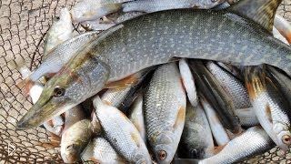 Ограничение рыбной ловли в тамбовской области